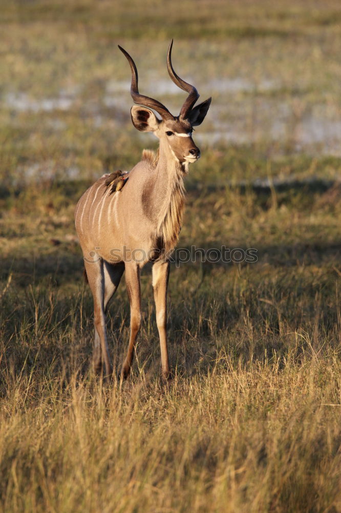 Similar – Lions hunt wildebeests