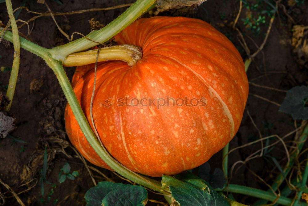 Similar – Image, Stock Photo Fresh pumpkins Food