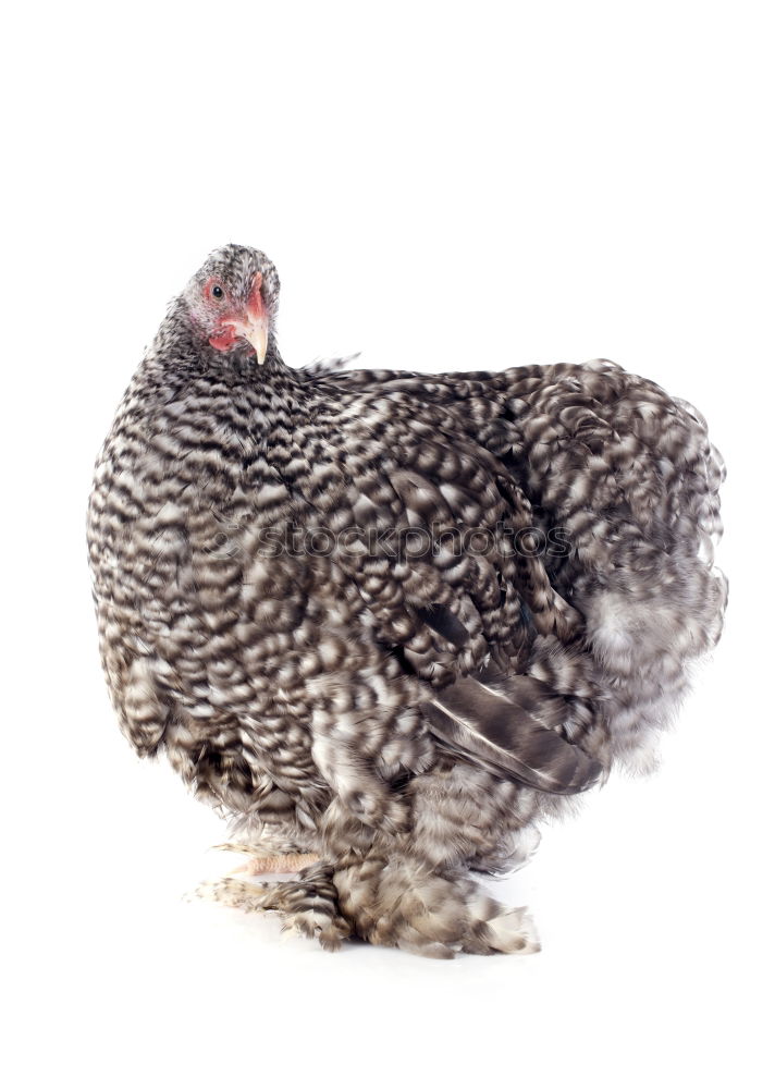 Similar – Quails, Quail, Coturnix coturnix