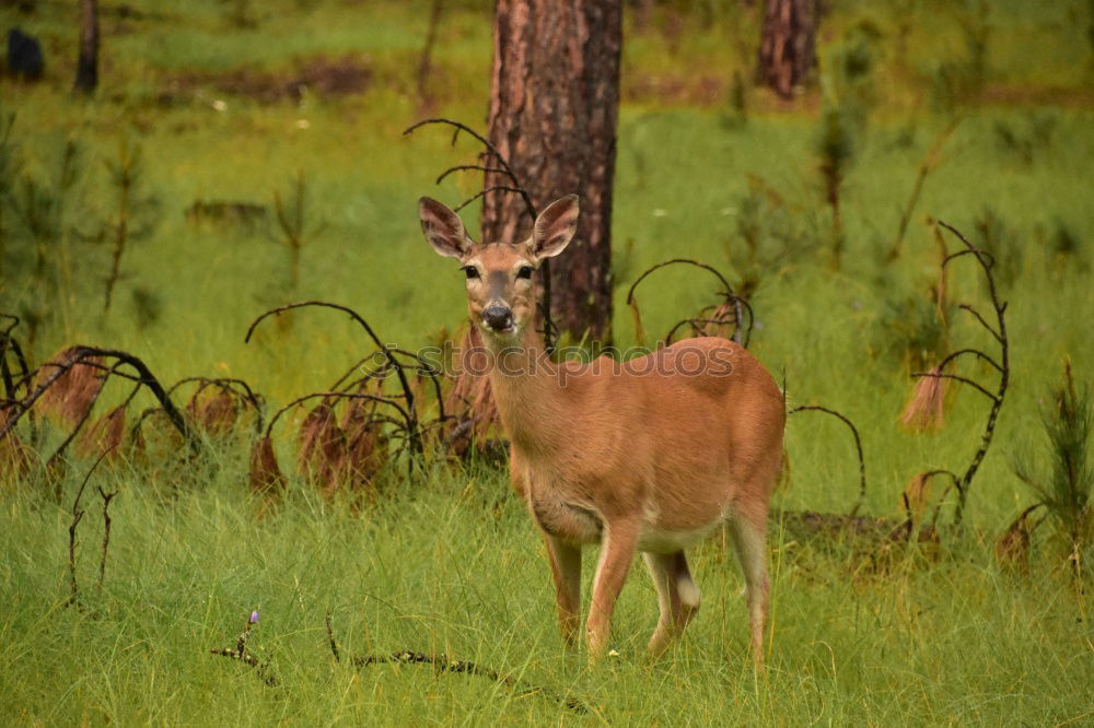 Similar – a red deer in the green meadow