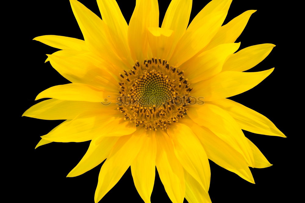 Similar – Sunflower(s) Grass Yellow