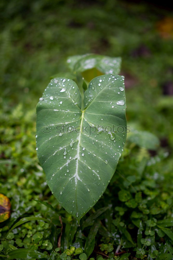 Similar – efeu Sträucher Baum Geäst