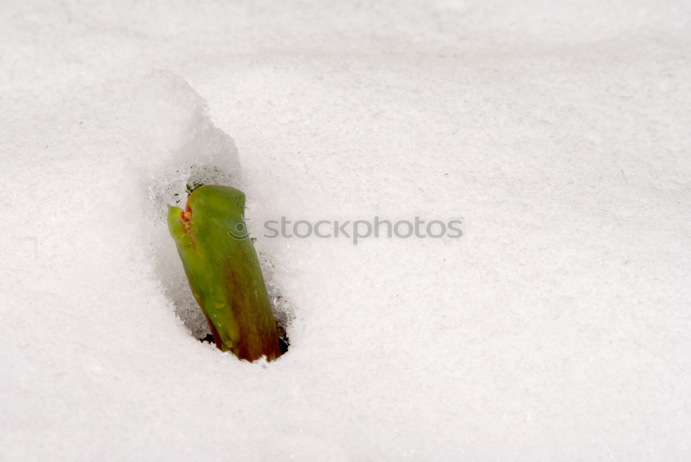 Similar – Image, Stock Photo Winter | Spring