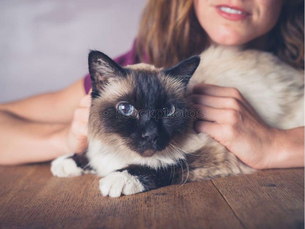 Similar – Young man holding a baby cat with his hands