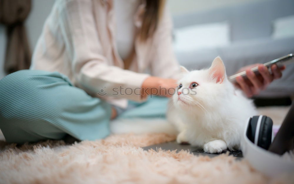 Similar – Image, Stock Photo couch cat II Animal Pet