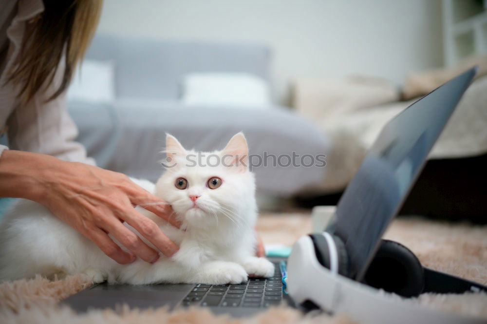 Similar – Image, Stock Photo couch cat II Animal Pet