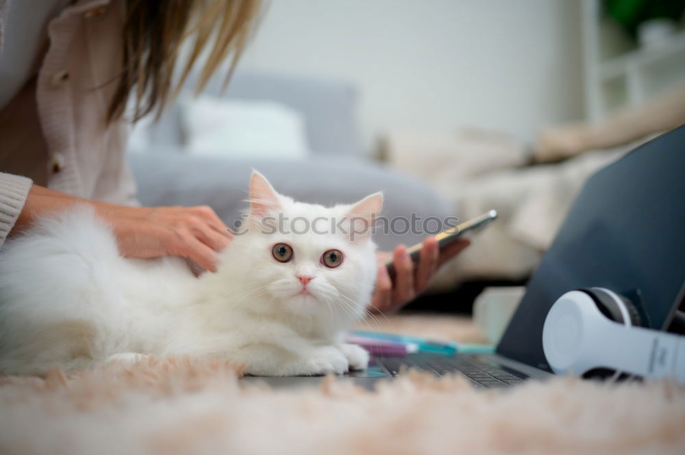 Similar – Image, Stock Photo couch cat II Animal Pet