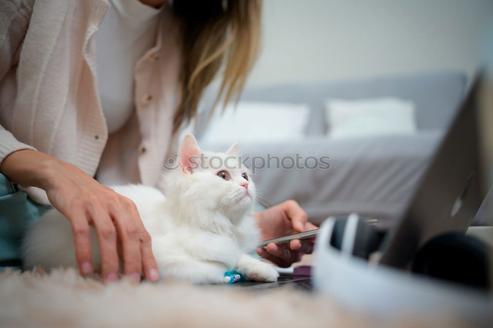 Image, Stock Photo couch cat II Animal Pet