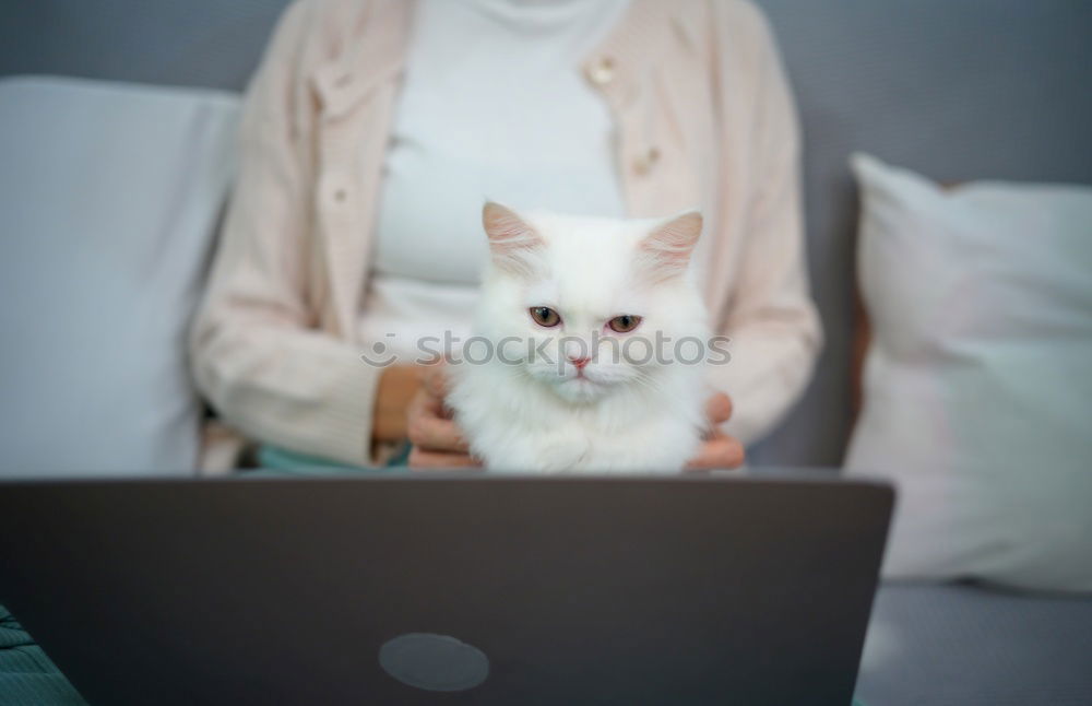 Similar – Image, Stock Photo a cat at you Lifestyle