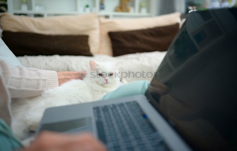 Similar – Image, Stock Photo a cat at you Lifestyle