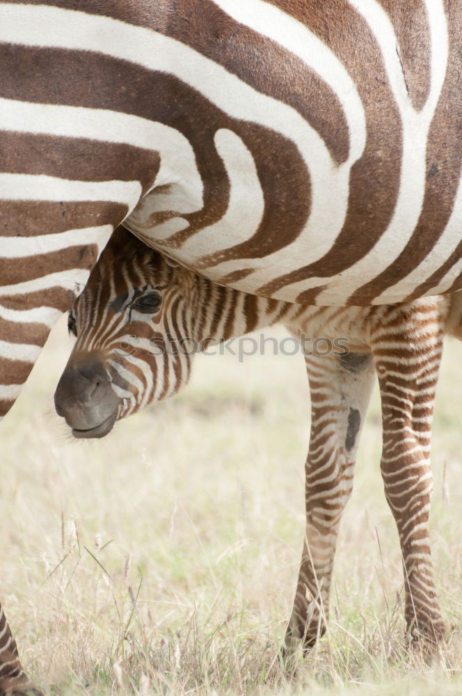 Similar – Image, Stock Photo rebuffed Landscape Plant