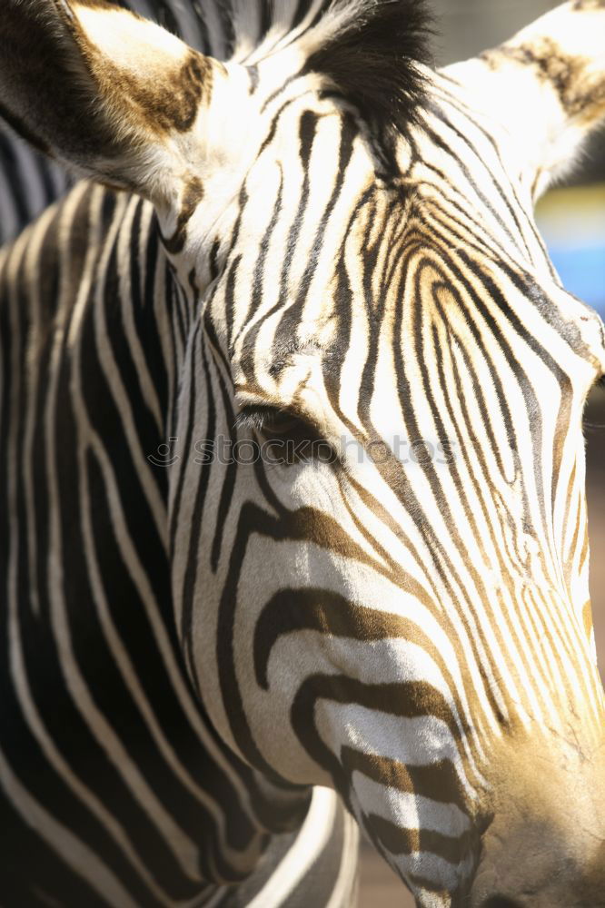 Similar – Image, Stock Photo Zebra Club Design 2 Animal
