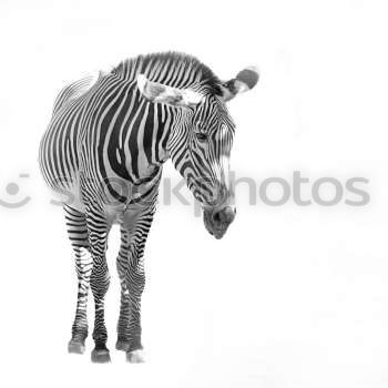 Similar – Image, Stock Photo street-graffiti-zebra