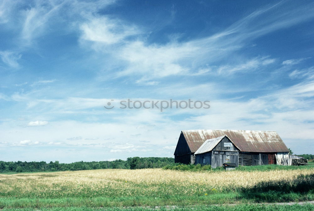 Similar – Image, Stock Photo in the dunes Common Reed