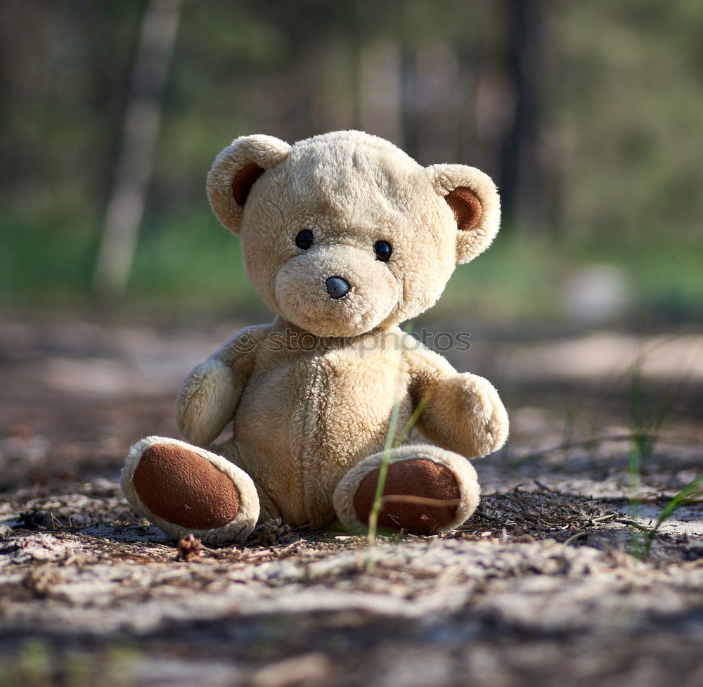 Similar – Image, Stock Photo Child hold teddy Playing