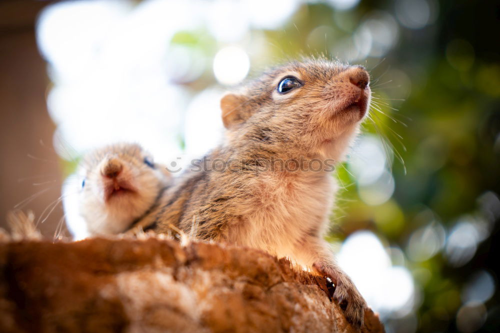 Similar – Image, Stock Photo hamsters Animal Pet 1 Gray