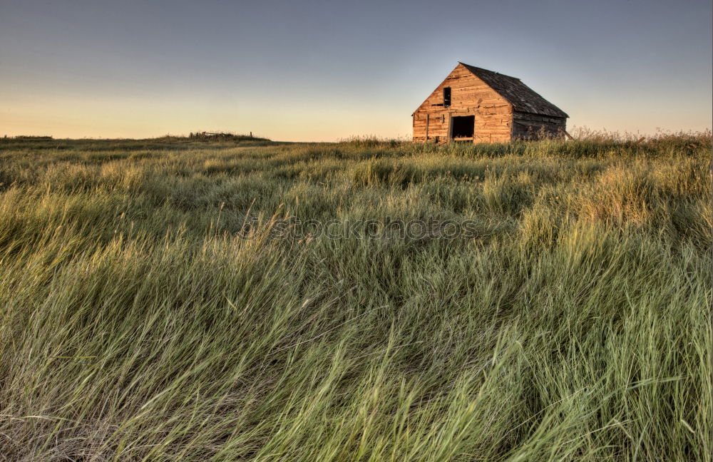 Similar – Image, Stock Photo in the dunes Common Reed