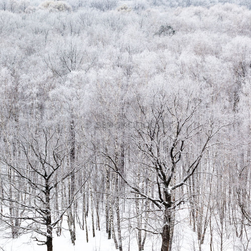 Similar – Image, Stock Photo fresh snow Environment