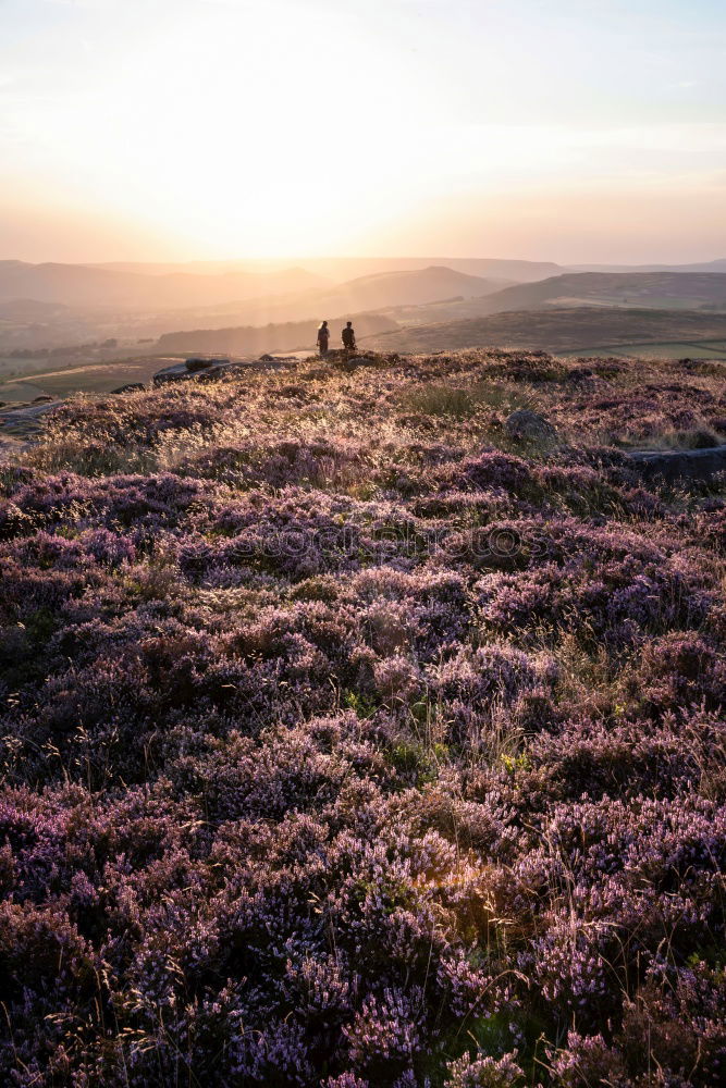 Similar – Image, Stock Photo Heath Landscape in Wales