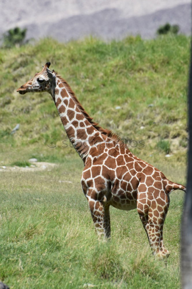 Similar – Image, Stock Photo Close up side profile portrait of giraffe over red brick wall