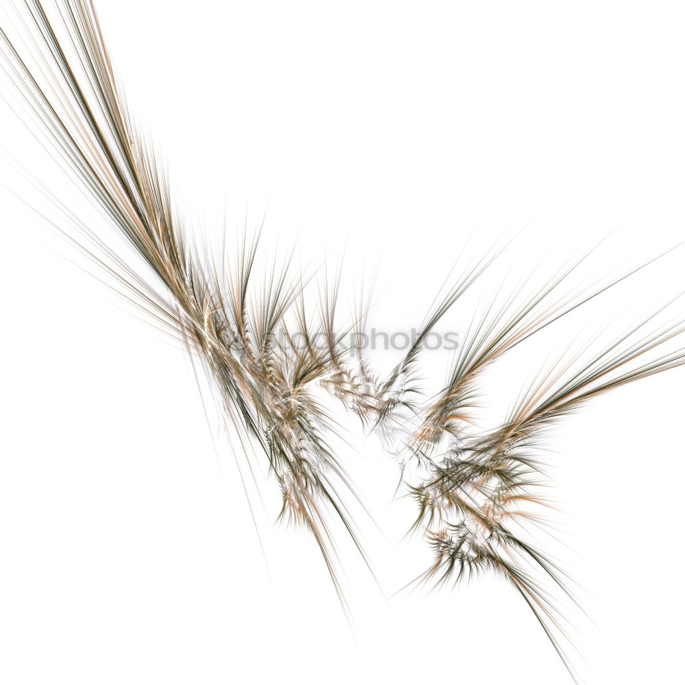 Similar – filigree Feather Esthetic