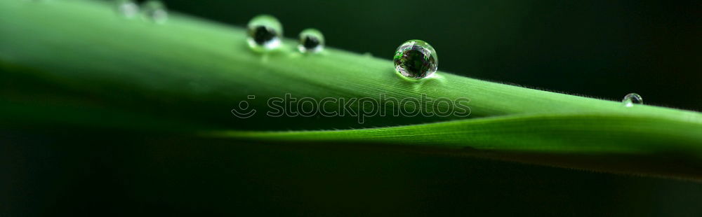 Similar – Image, Stock Photo pair of pears Food Fruit