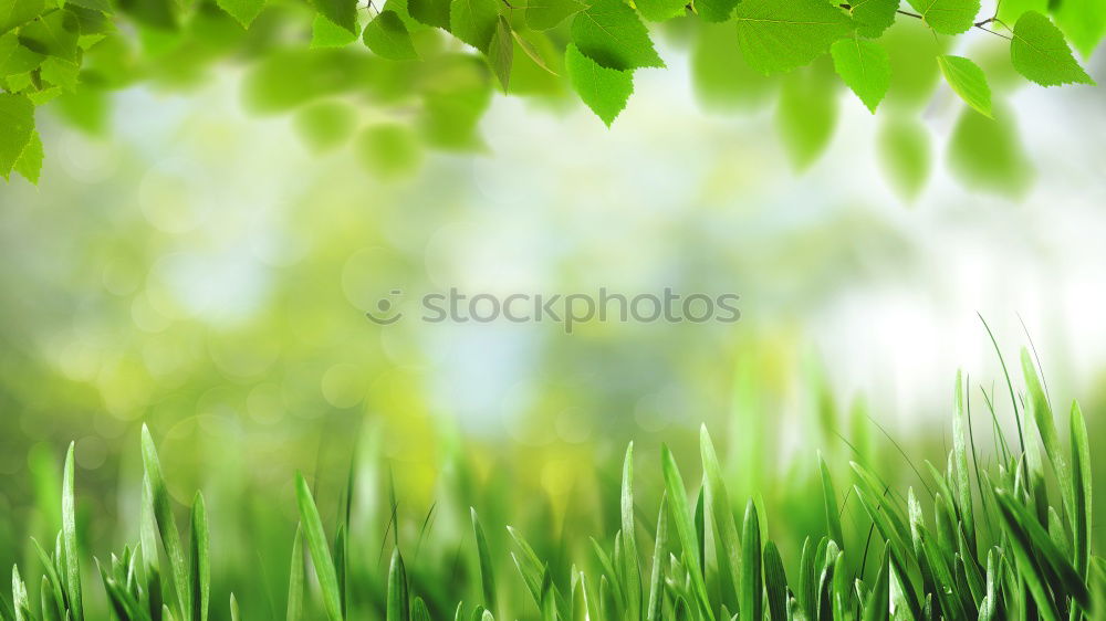 Similar – Image, Stock Photo grass Environment Esthetic