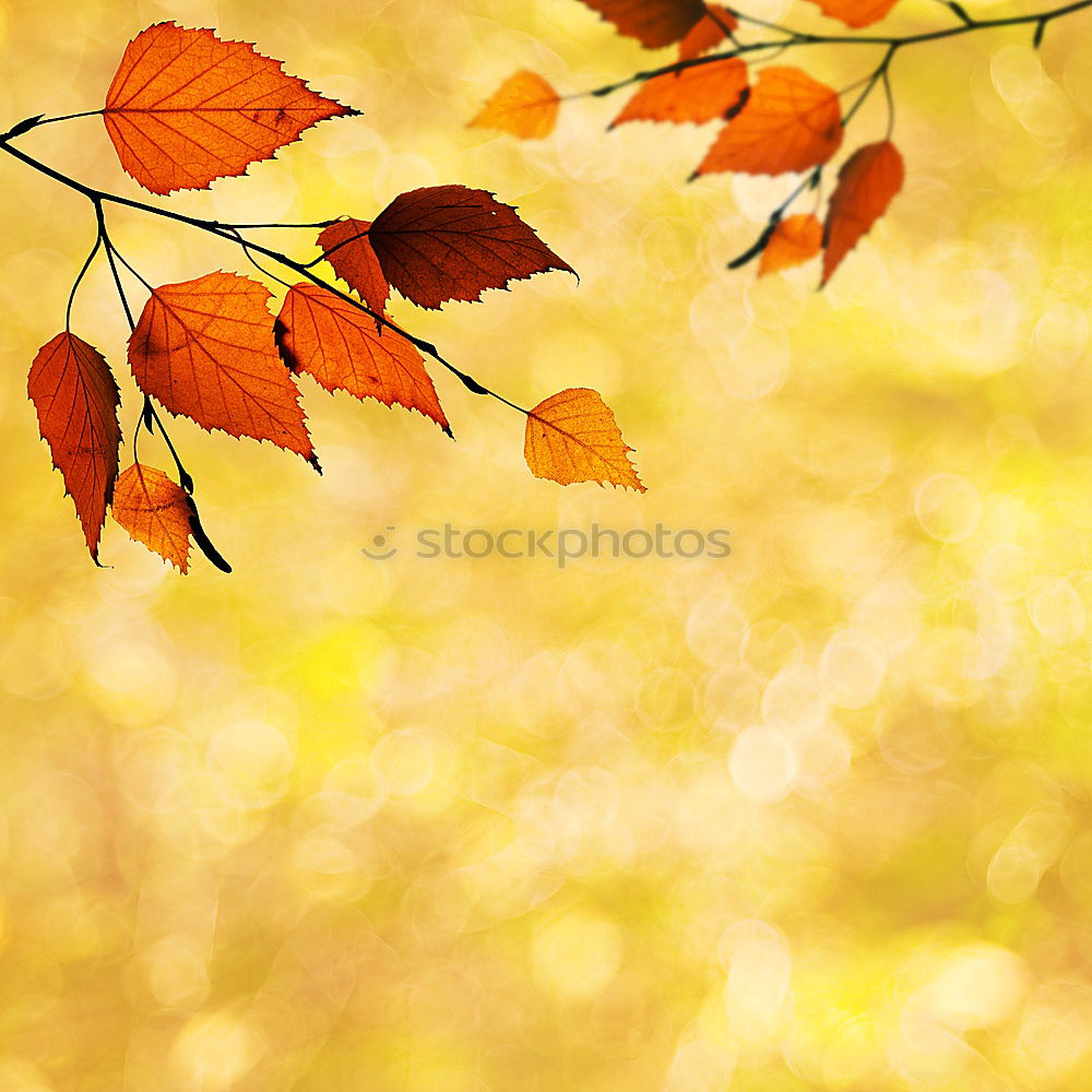 Similar – Yellow leaf on orange-brown-yellow fabric