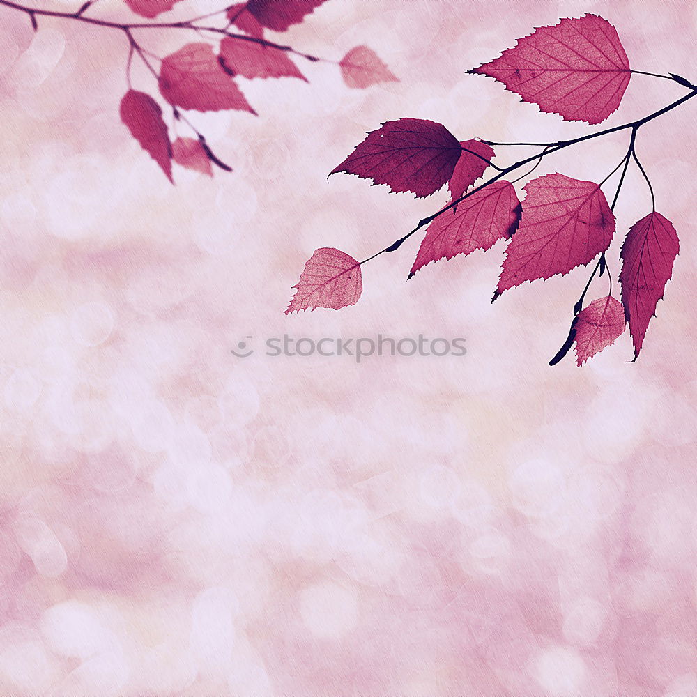 Similar – Image, Stock Photo Lamprocapnos Nature Plant