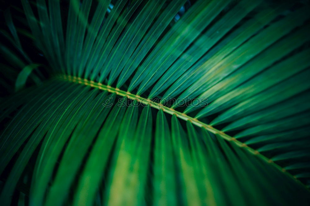 Similar – Image, Stock Photo palm fronds Palm frond