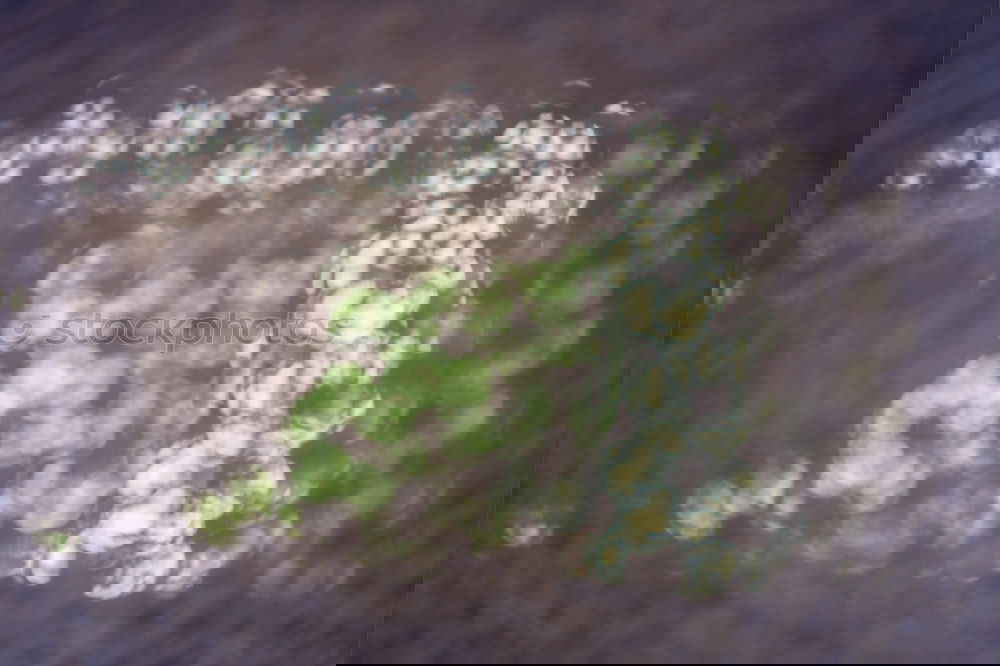 Similar – Image, Stock Photo alien Nature Crouch