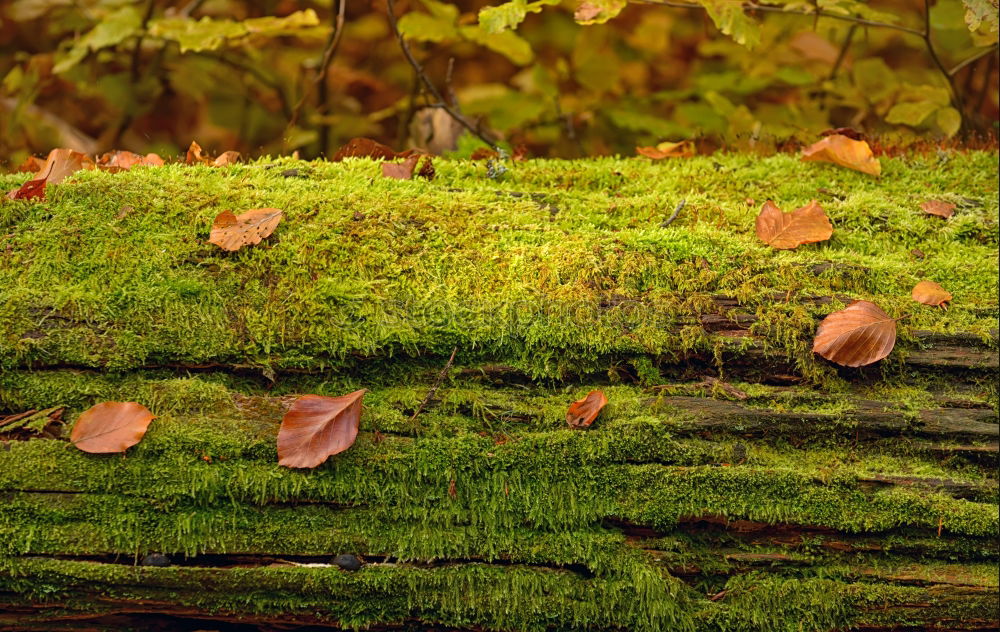 Similar – Image, Stock Photo autumn niche Nature Plant