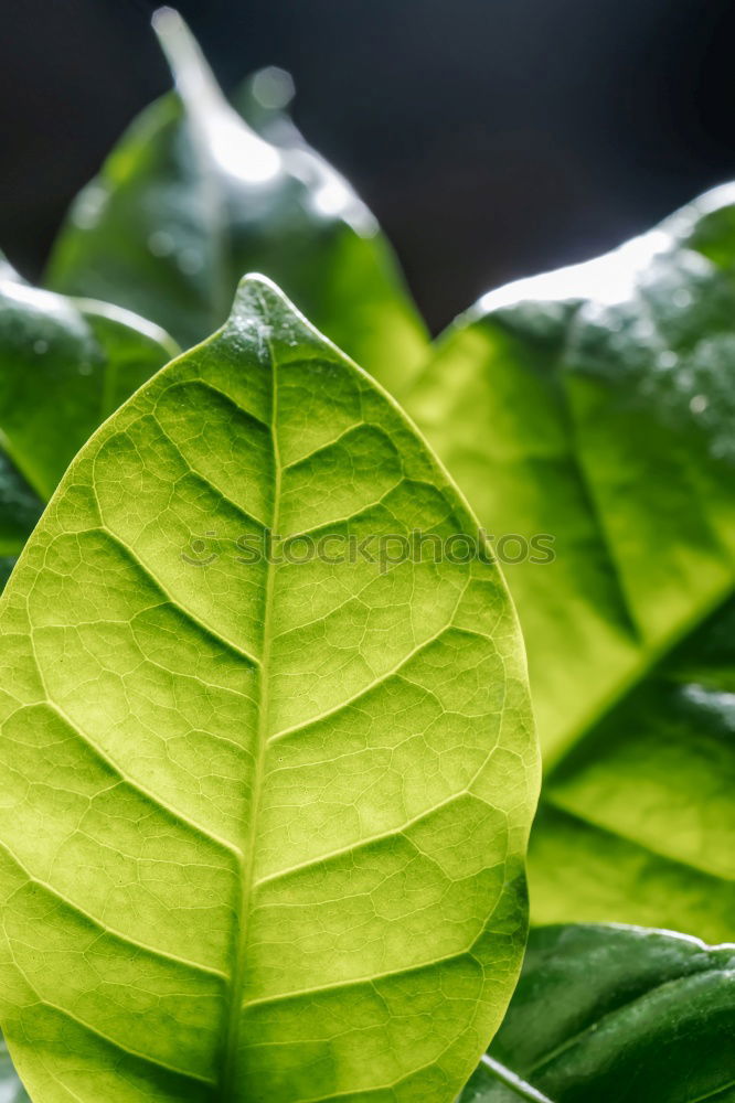 Similar – Image, Stock Photo Green leaves with drops of water