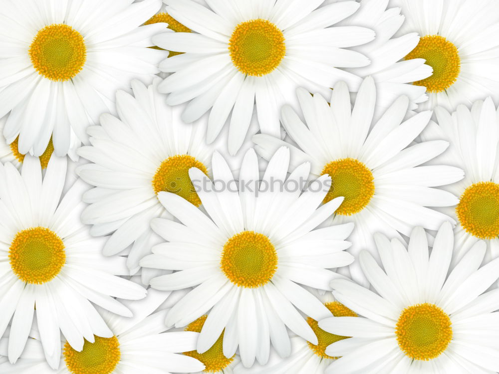 Similar – Daisies pattern Beautiful