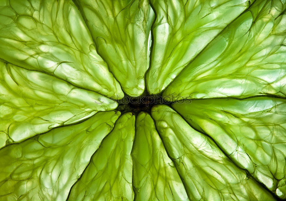 Similar – Foto Bild knackkohl Gemüse Ernährung