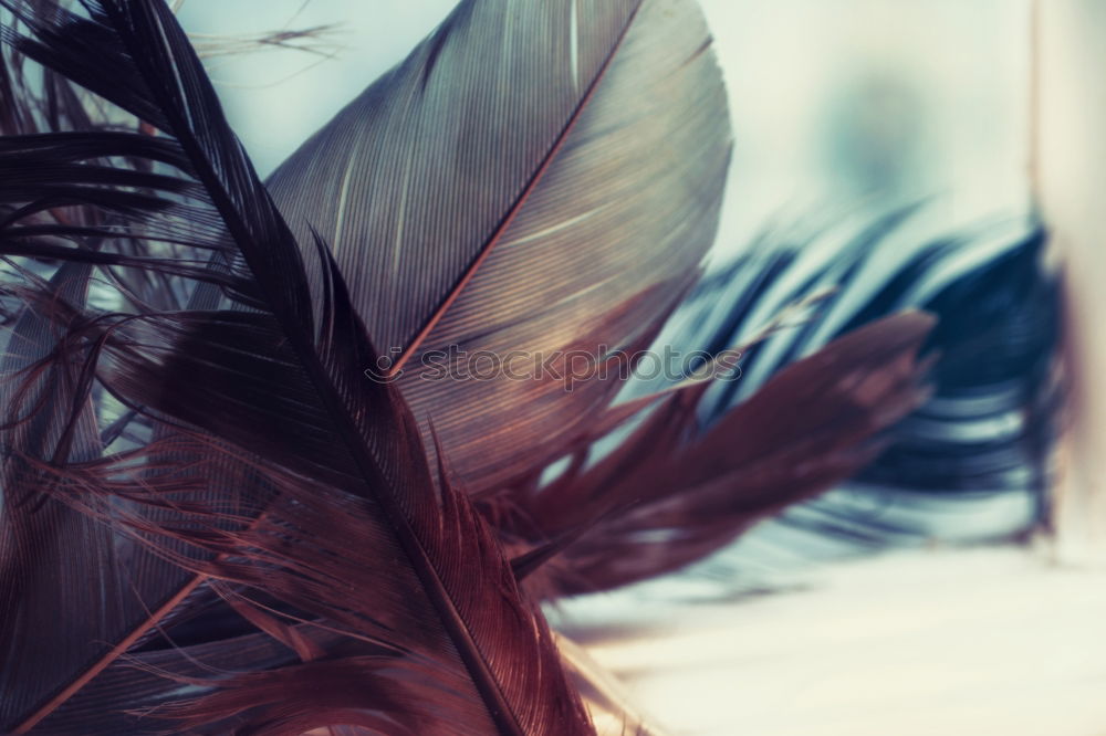 Image, Stock Photo Windy hair on face. Sunset. golden hour