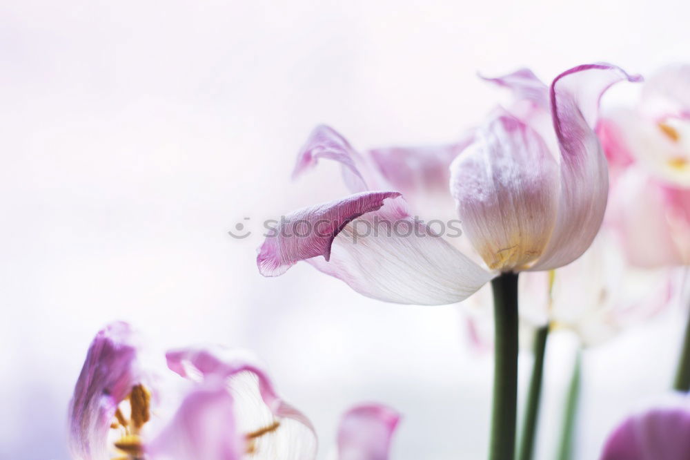 Similar – Image, Stock Photo Tulip Telps red tosa Art