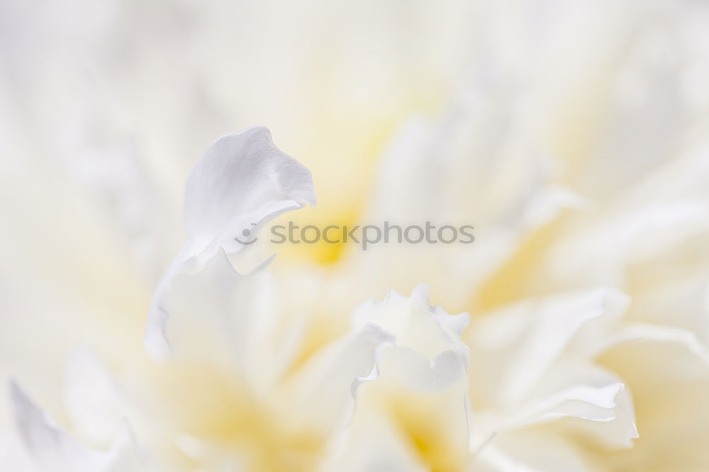 Image, Stock Photo Yellow poppy II Plant