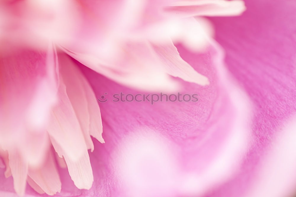 Similar – Wet Pink Tulip Petals