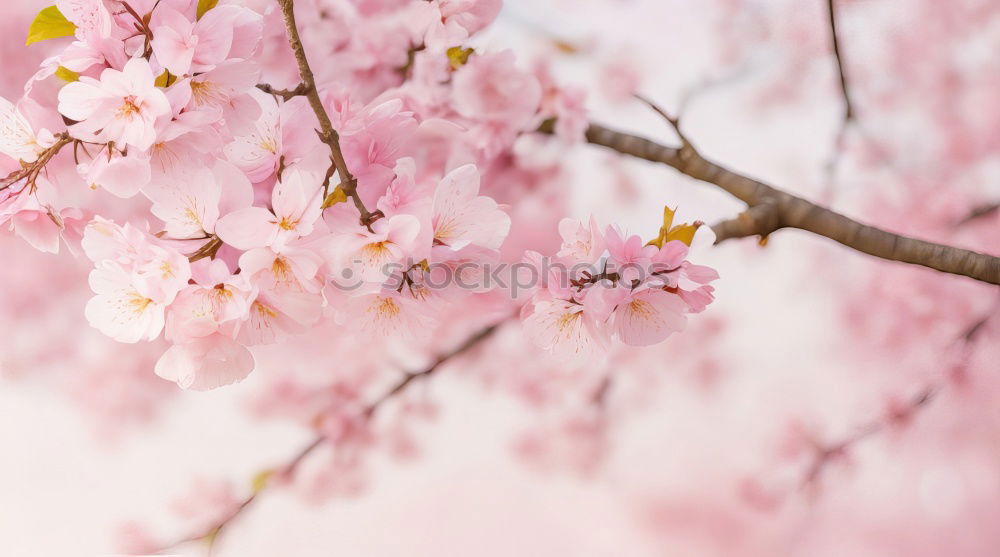 Similar – Image, Stock Photo Magnolienblüten