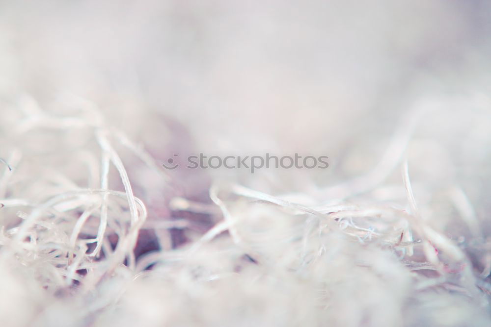 Similar – Foto Bild Frost Umwelt Natur Pflanze