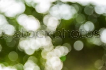 Similar – Image, Stock Photo date rice Plant Date