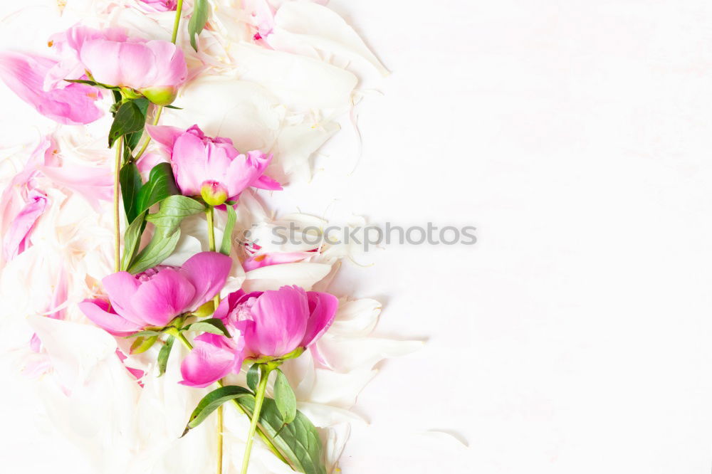 Similar – Image, Stock Photo White background with pink and white flowers