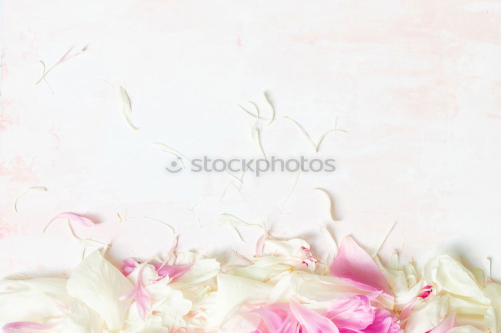 Similar – Empty greeting card with flowers and ribbon