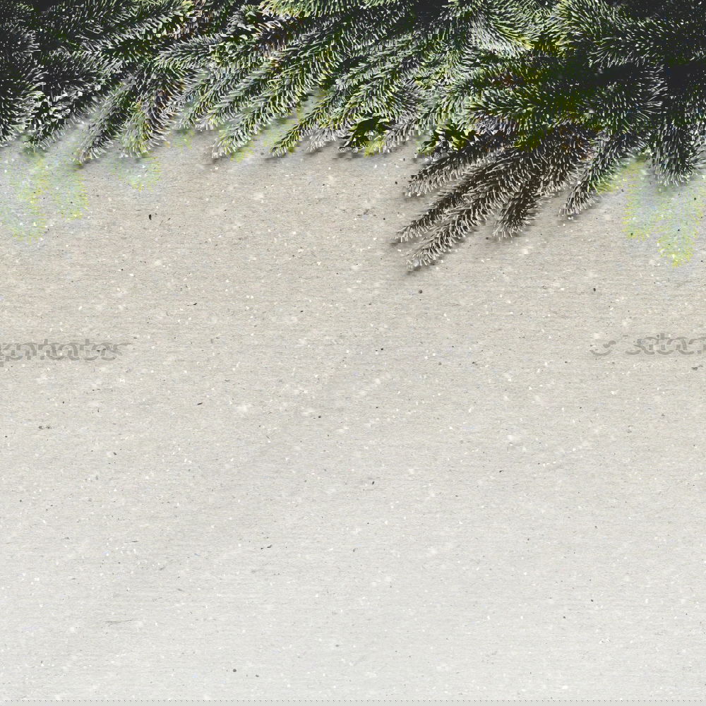 Similar – Image, Stock Photo Yesterday’s Christmas tree