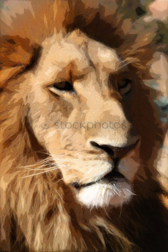 Similar – Image, Stock Photo Close up portrait of male African lion
