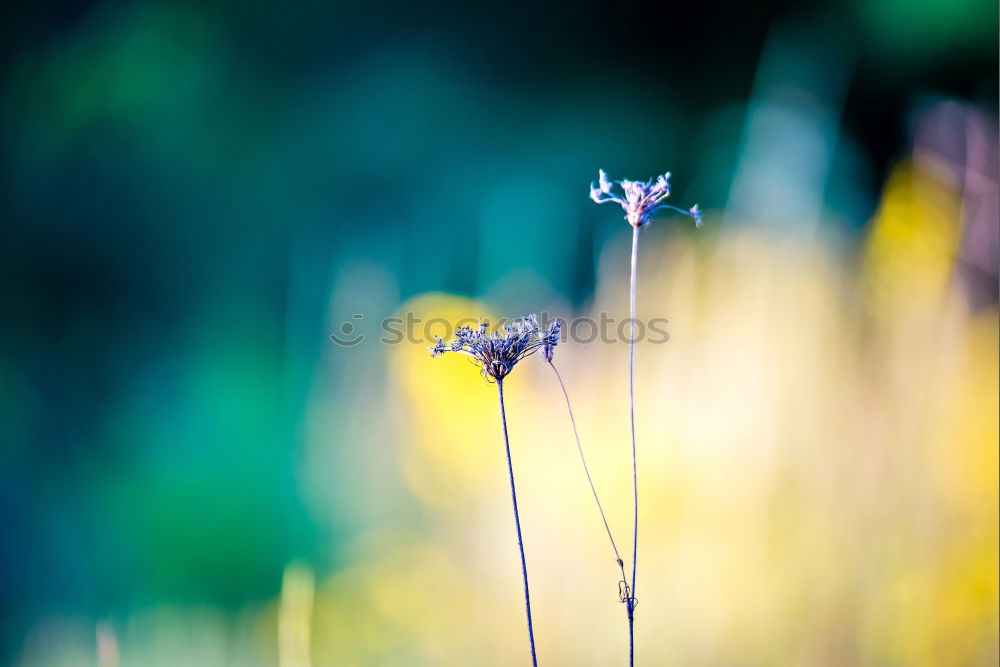 Similar – Image, Stock Photo Autumn flowers II Summer