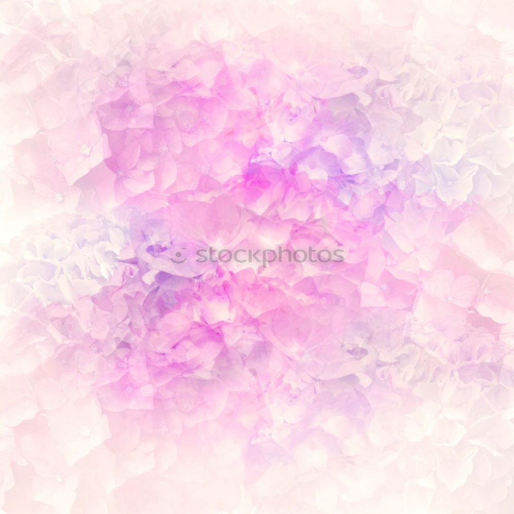 Similar – Image, Stock Photo Pastel pink flowers background frame