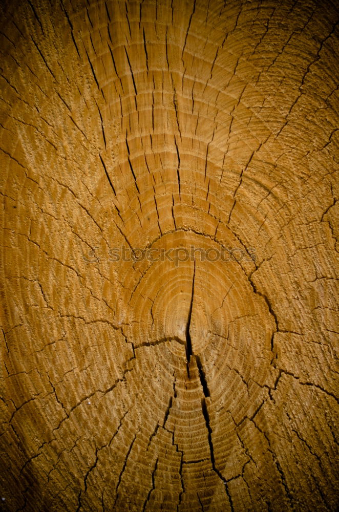 Similar – city tree Tree trunk