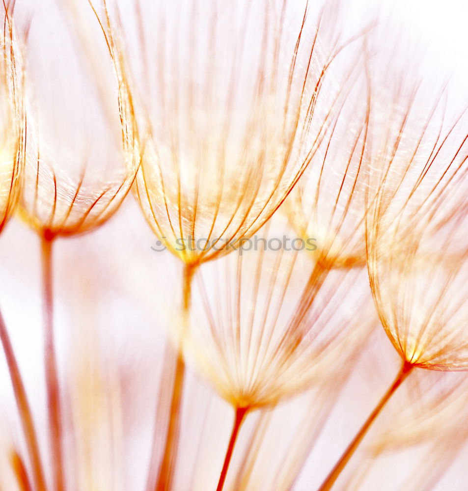 Similar – Ear dance of an ear of barley in corn field